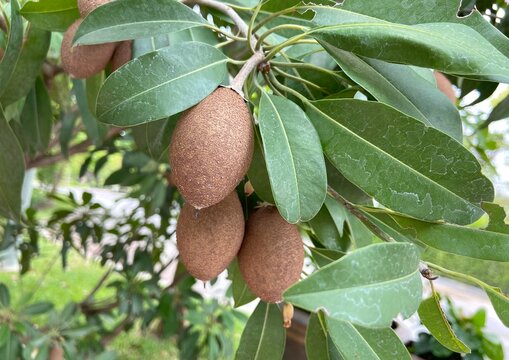 Sweet Sapodilla Fruit in Natural Light