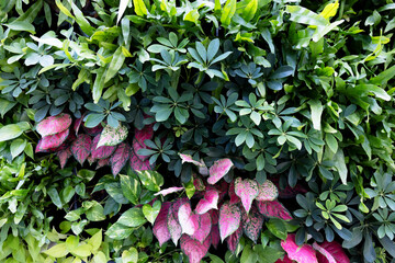 Lush green vertical garden texture,Vibrant vertical garden with diverse foliage patterns and colors