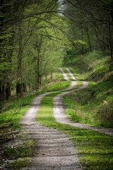 Forest path, Burda mountains, Slovakia