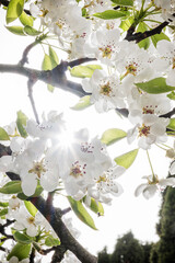 Blossoming tree in springtime, Burda, Slovakia