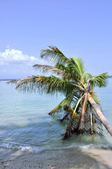 palmera sobre el mar en un paraíso tropical  con agua azul turquesa. Paisaje marino para vacaciones 
