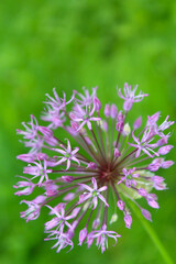 beautiful spring bloom, flowering ornamental onion (Allium), purple flowers in the garden