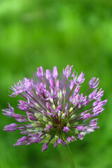 beautiful spring bloom, flowering ornamental onion (Allium), purple flowers in the garden