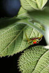 背中にたくさんのタカラダニを背負う哀れなワカバグモ（自然光＋ストロボ、マクロ接写撮影）