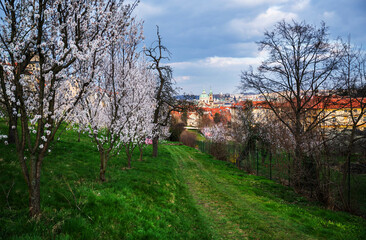 Fototapeta premium Flowering almond tree in Strahov garden, springtime.