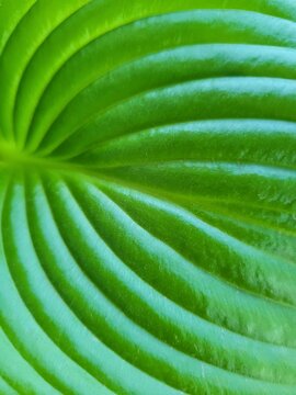 Close up of Green Leaf Texture Background. Vein of Drozen leaves. Green Nature Background. Macro Khosta leaf.