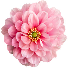 Fototapeta premium pink flower isolated on transparent background, png flower , rose colour, pink colour