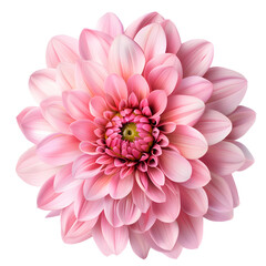 pink flower isolated on transparent background, png flower , rose colour, pink colour
