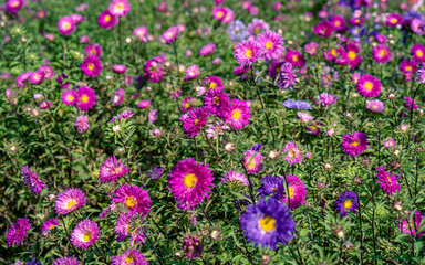 blossom colorful pink flowers in the field