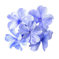 White plumbago or Cape leadwort flower. Close up small blue flower bouquet isolated on transparent background