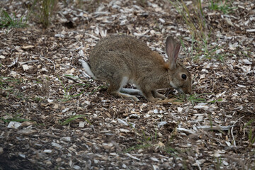 Wild rabbit on woodchip mulch eating grass. Rabbits are an agricultural and environmental pest in New Zealand. 