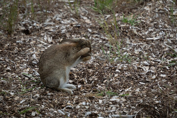 Wild rabbit on woodchip mulch in garden, cleaning its ear. Rabbits are an agricultural and environmental pest in New Zealand. 