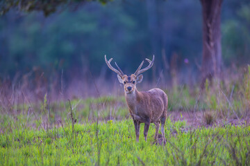 The  young deer in the meadaw.