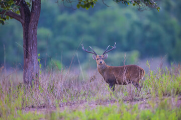 The  young deer in the meadaw.