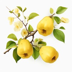 A branch of a quince tree with ripe yellow fruit and delicate white flowers. The leaves are a deep green color. The image is on a white background.