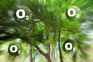 Trees emit O2 oxygen gas in the middle of a lush forest, natural air purification process. Reduces...