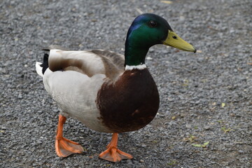 Erpel der Stockente