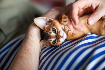 Lifestyle photo of little abyssinian ruddy kitten playing with mans hands. Man petting red two...