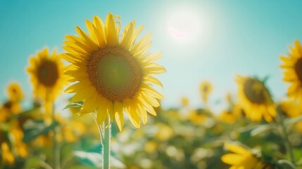 Obraz premium Bright Sunflowers Standing Tall Against a Blue Sky
