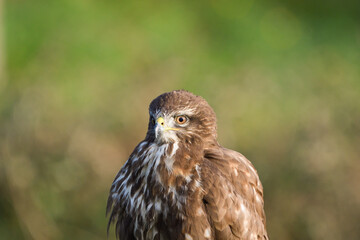 Close-up of common buzzard