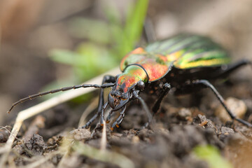 Closeup of a carabid beetle