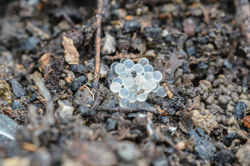 closeup of some snail eggs on the ground