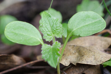 Closeup of a Lunaria seedling