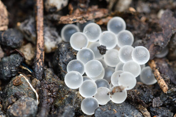 closeup of some snail eggs on the ground
