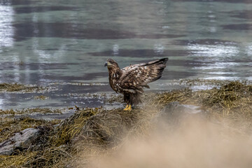 Seeadler