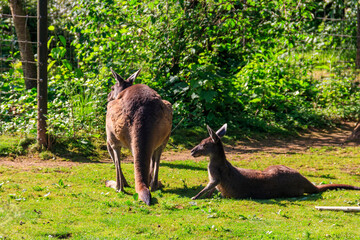 Two kangaroos on green grass