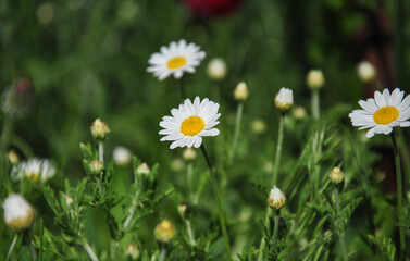 white wild chamomile in the field. blurred background