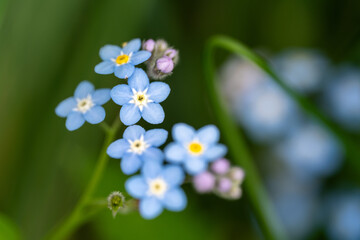 close up of a blue Forget-me-not