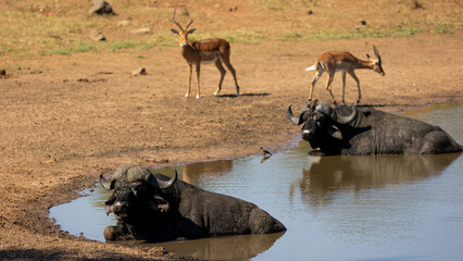 Cape buffalo  and impala relaxing at the waterhole
