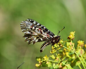 Osterluzeifalter (Zerynthia polyxena) im Nationalpark Lobau Donauauen