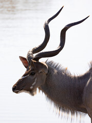 a Kudu bull at the waterhole