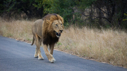 male lion walking on the road