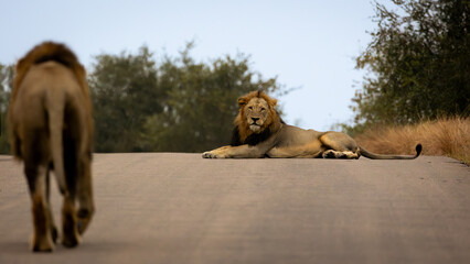 Male lions on the road