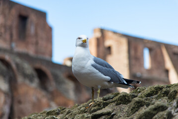 Winged Sentinel: A Seagull Overlooks the Colosseum Ruins