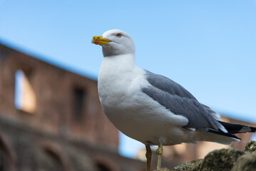 Close-up of a Seagull at the Historic Colosseum