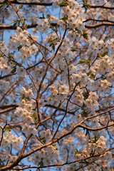 Evening sunlight on white cherry tree flower background, Hokkaido, Japan