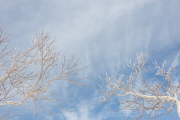 Looking up at frost covered trees against a cloudy blue sky in winter