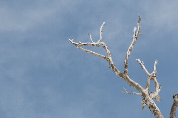 Looking up at a tall dead tree against blue sky