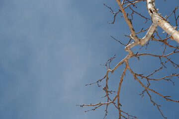 Bare winter birch tree branches and blue sky