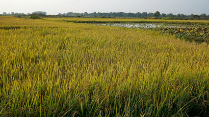 rice filed in siem reap