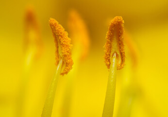 Flower close-up, super macro, details, bud, bloom, pistil, stamen, pollen, spring, summer, nature...