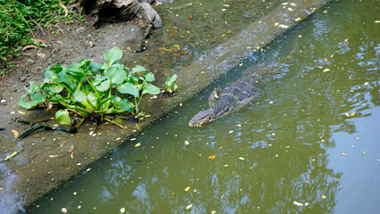 lizard in the lumpini park in bangkok