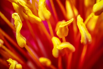 Flower close-up, super macro, details, bud, bloom, pistil, stamen, pollen, spring, summer, nature...
