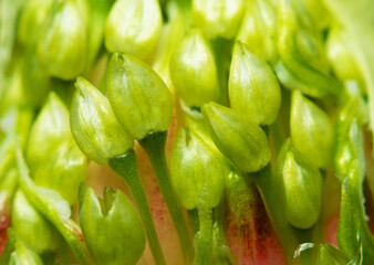 Flower close-up, super macro, details, bud, bloom, pistil, stamen, pollen, spring, summer, nature of Ukraine, color, beauty