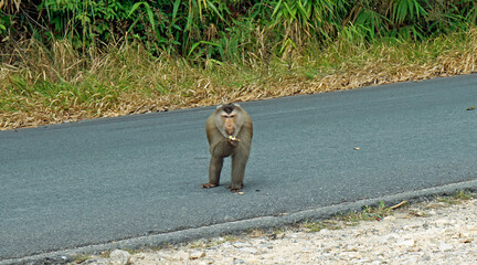 wild living monkeys in kampot in cambodia