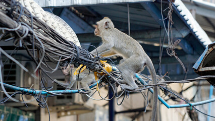 wild living monkeys in downtown phnom penh
